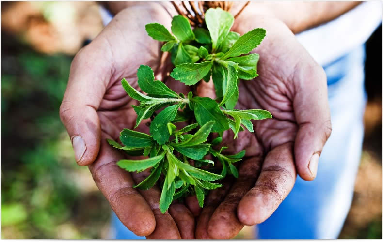Stevia en la agricultura2