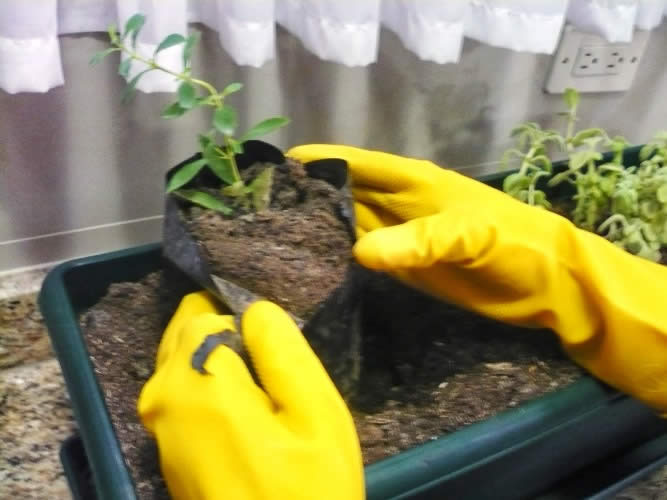 Stevia en la agricultura3